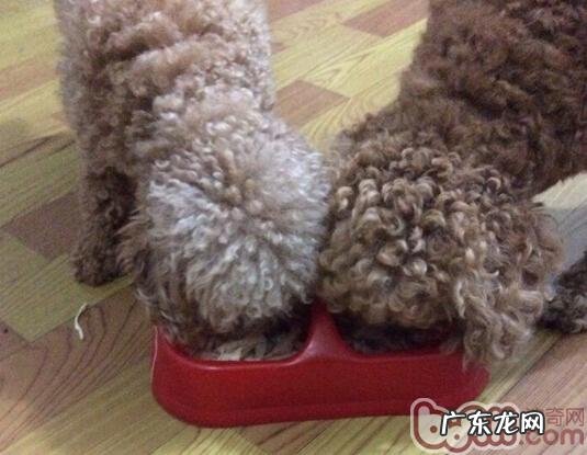 吃出健康身体——泰迪犬饮食搭配攻略大全