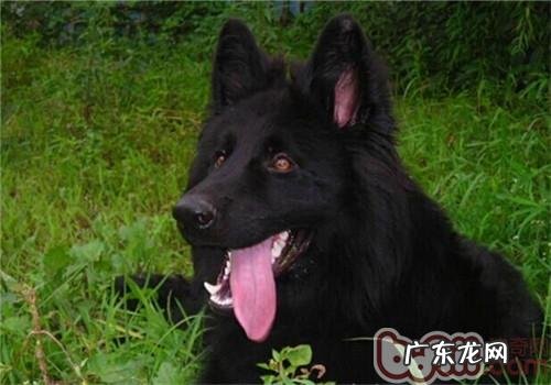 丹麦格罗安达德牧犬的种类介绍