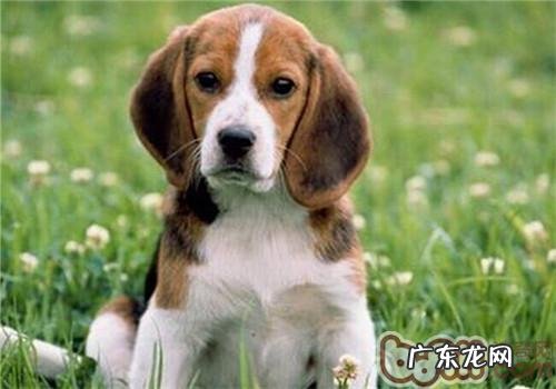 比熊犬的保养专业知识