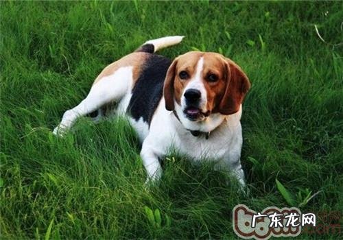 比熊犬的性格特征