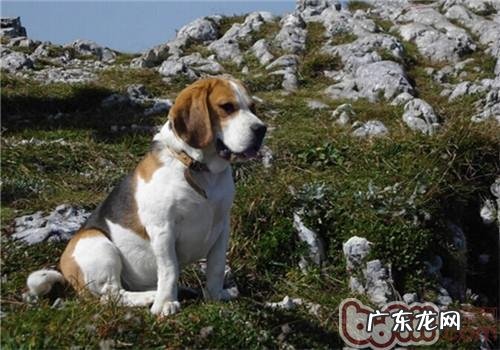 比熊犬的形状特点