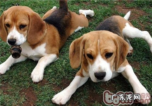 比熊犬的种类介绍