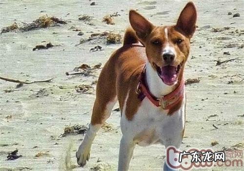 贝生吉犬的保养专业知识