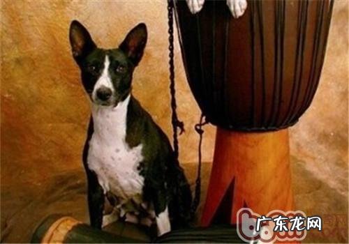 贝生吉犬的性格特征