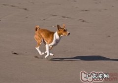贝生吉犬的形状特点