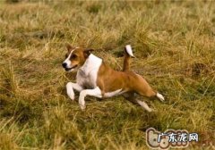 贝生吉犬的种类介绍