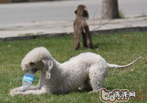 贝灵顿梗的喂养关键点