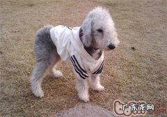 贝灵顿梗的保养专业知识