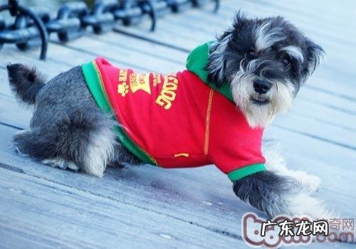 狗语翻译器靠不靠谱