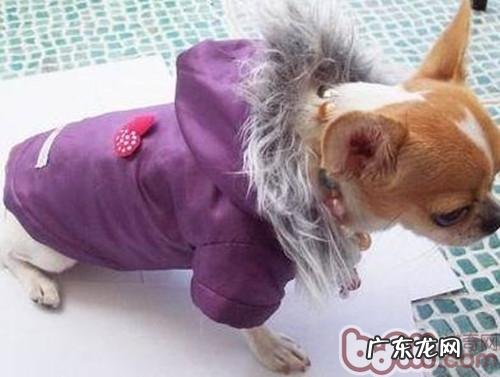 冬天带小狗交通出行的常见问题