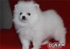 小狗为什么喜欢吃纸