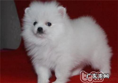 小狗为什么喜欢吃纸