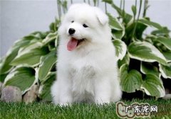 教你如何区分萨摩与银狐