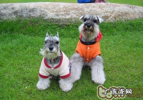 雪纳瑞的生活习性怎样