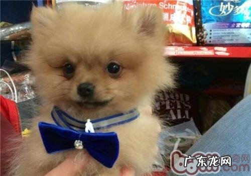 什么叫宠物尿垫?