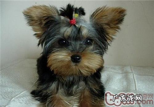 从五官能够看得出狗狗健康难题