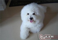 在家里如何给比熊常规体检