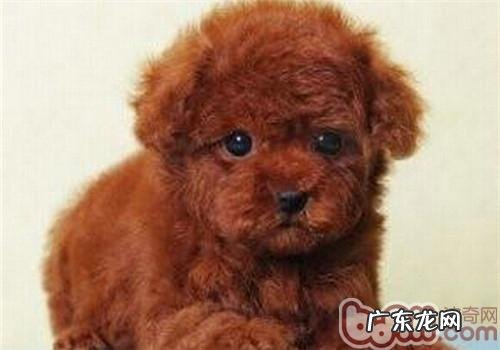 怎么治疗小泰迪的分离出来躁动不安症