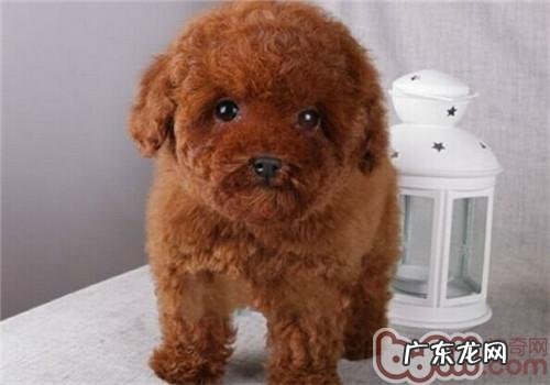 对泰迪狗狗有利的11种食材