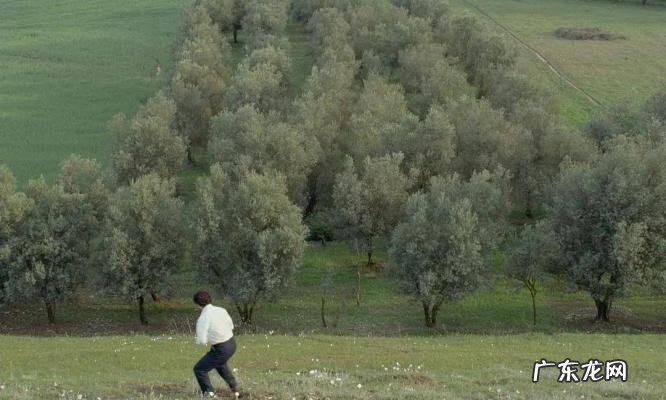 橄榄树大结局xiazai 橄榄树大结局