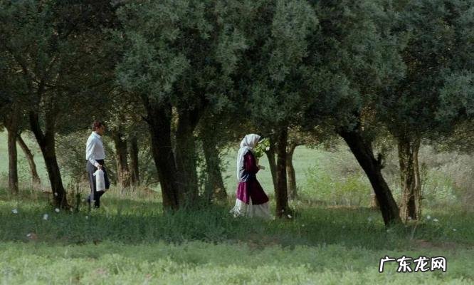 橄榄树大结局xiazai 橄榄树大结局