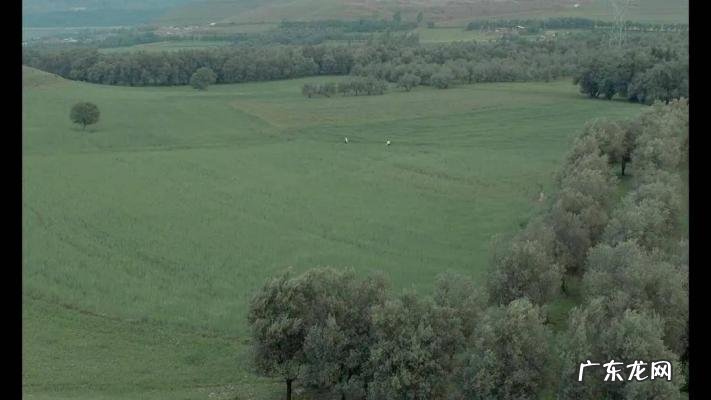 橄榄树大结局xiazai 橄榄树大结局