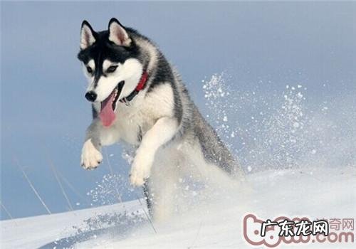 如何检查小狗负伤状况