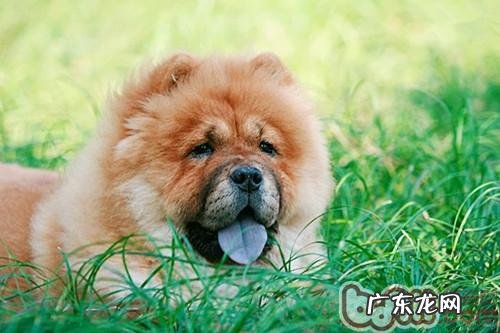 散散步针对老年人犬的益处