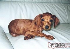 给小狗剃胎毛的流程