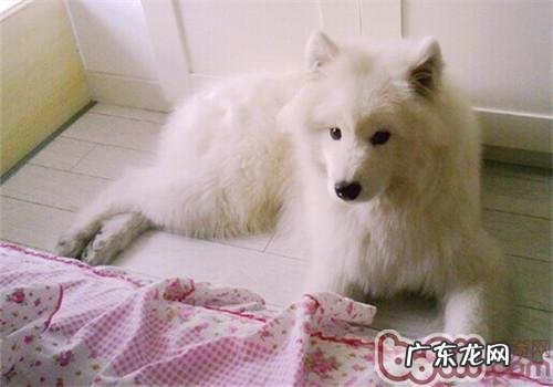 小狗对响声比较敏感该怎么办