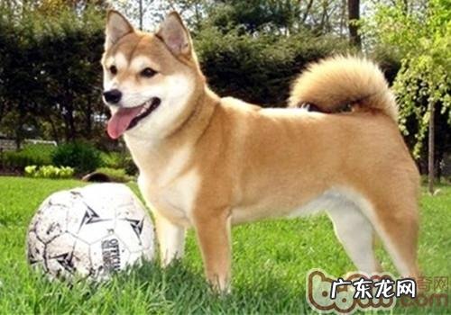 柴犬的生长习性特点详细介绍