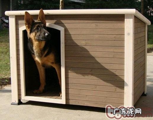 怎样为小狗布局户外柴犬犬舍