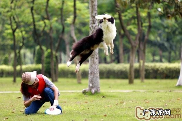 小狗不愿健身运动的几类根本原因