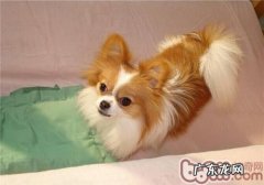 狗狗不吃狗粮该怎么办