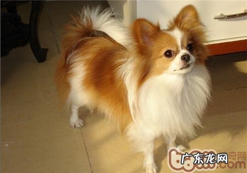 怎样帮狗狗挤肛门腺