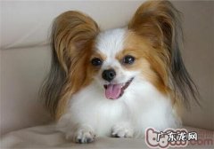 犬日常所需的营养元素