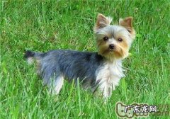 过多补钙补锌对小狗的伤害