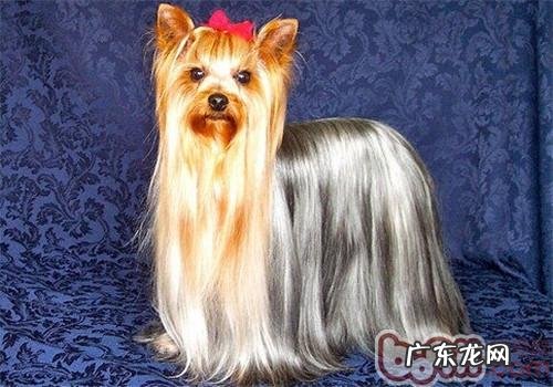 怎样帮小狗测体温