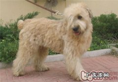 爱尔兰梗的性格特征