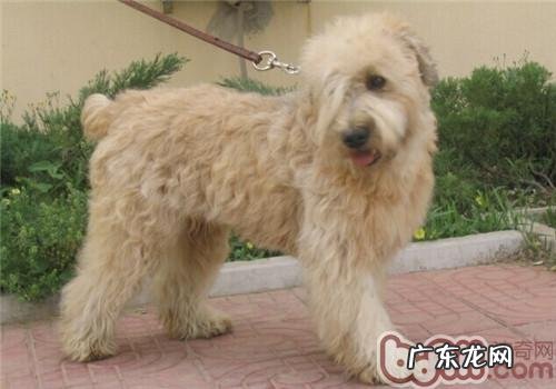 爱尔兰梗的性格特征