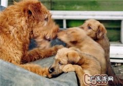 爱尔兰梗的形状特点