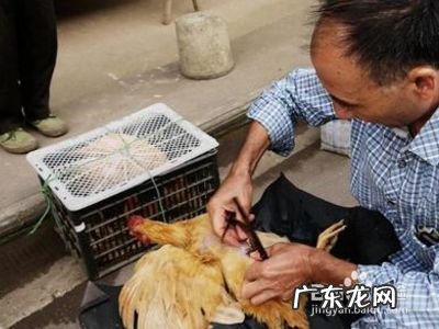 化学阉鸡最快的方法