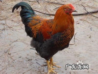 化学阉鸡最快的方法