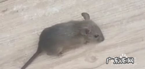 赶走老鼠最快的方法,上门灭鼠大概多少钱?