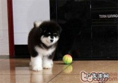 阿拉斯加犬雪橇犬的保养专业知识