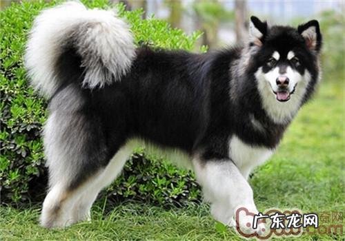阿拉斯加犬雪橇犬的性格特征