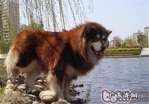 阿拉斯加犬雪橇犬的形状特点