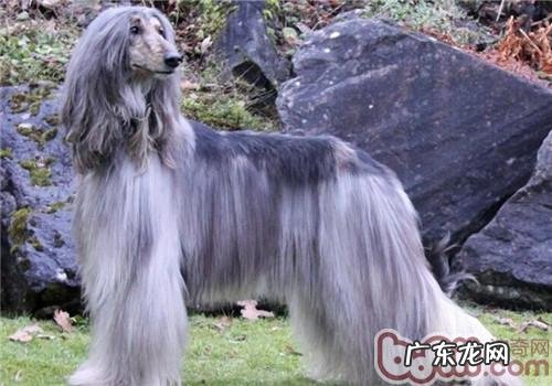 阿富汗猎犬的性格特征