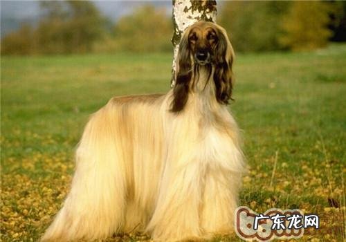 阿富汗猎犬的种类介绍