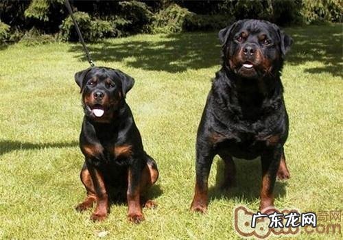 罗威纳犬的保养专业知识